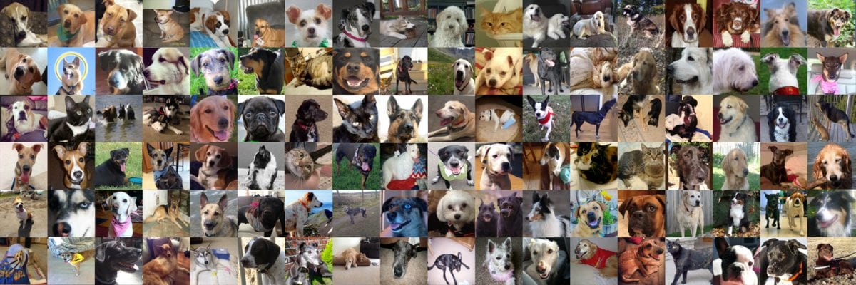 Tripawds Header